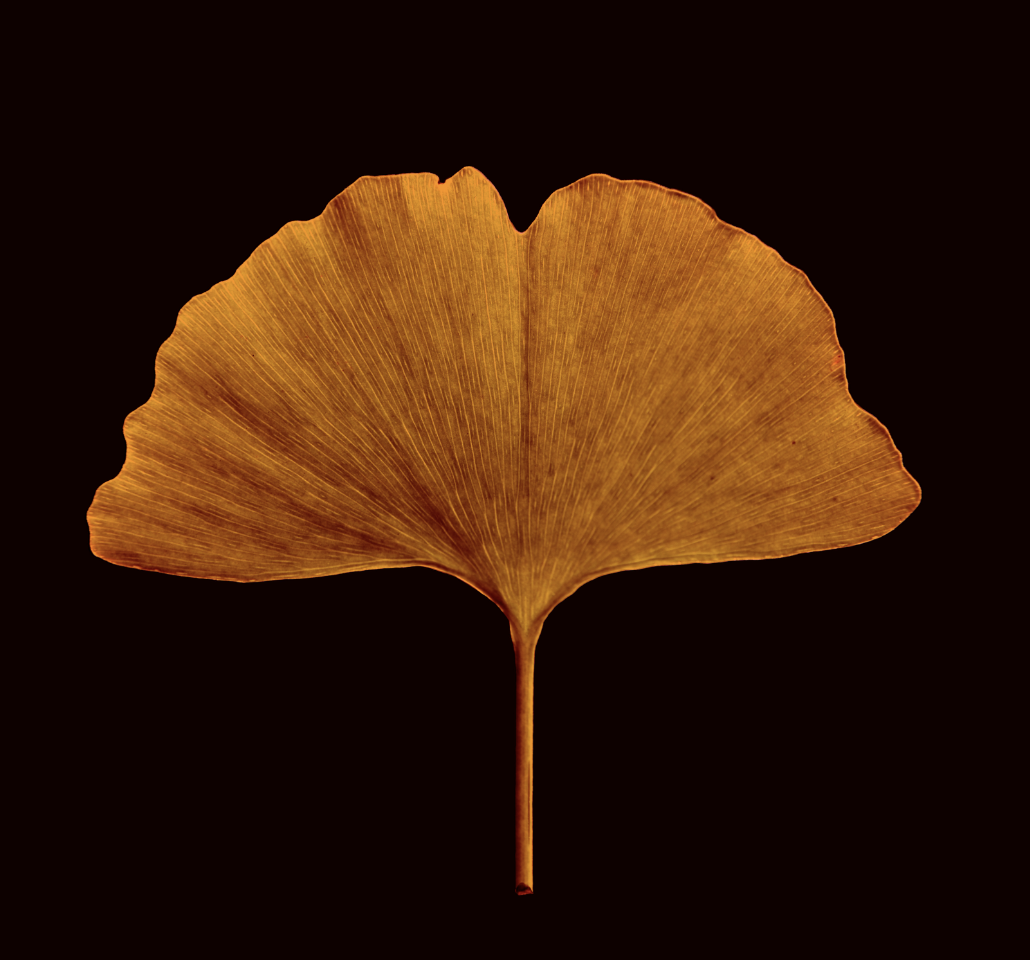 Leaf